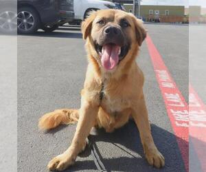 Chow Chow-Unknown Mix Dogs for adoption in San Antonio, TX, USA