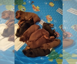 Doberman Pinscher Puppy for sale in ALACHUA, FL, USA
