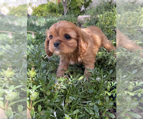 Medium Photo #1 Cavalier King Charles Spaniel Puppy For Sale in RIVERSIDE, CA, USA