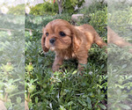 Small Photo #1 Cavalier King Charles Spaniel Puppy For Sale in RIVERSIDE, CA, USA