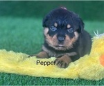 Small Photo #11 Rottweiler Puppy For Sale in HOPKINSVILLE, KY, USA