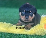 Small #10 Rottweiler