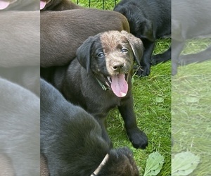 Labrador Retriever Puppy for sale in WILLIAMSPORT, PA, USA