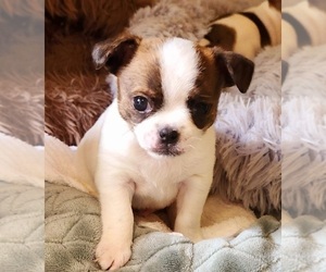 Chihuahua Litter for sale in MOUNT AIRY, NC, USA