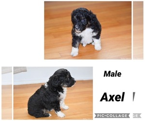 Aussie-Poo Puppy for sale in SHELBYVILLE, TN, USA