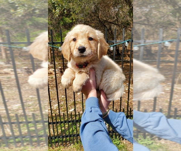 Medium Photo #8 Golden Retriever Puppy For Sale in ROUND ROCK, TX, USA