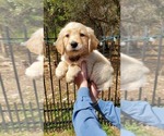 Small Photo #8 Golden Retriever Puppy For Sale in ROUND ROCK, TX, USA