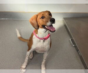 American Foxhound-Unknown Mix Dogs for adoption in Rancho Cucamonga, CA, USA