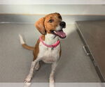 Small American Foxhound Mix