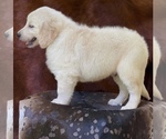 Small Photo #6 Golden Retriever Puppy For Sale in WESLEY CHAPEL, FL, USA