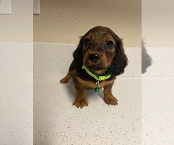 Medium Photo #6 Dachshund Puppy For Sale in SAN BERNARDINO, CA, USA
