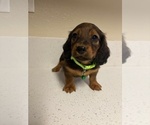 Small #5 Dachshund