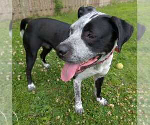 Cosma - Female Pointer-Unknown Mix Dog for Adoption - Photo #17
