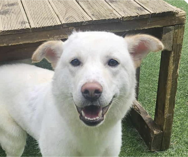 Medium Photo #1 Mutt Puppy For Sale in San Ramon, CA, USA