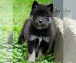 Small Photo #1 Pomsky Puppy For Sale in FREDERICKSBG, OH, USA