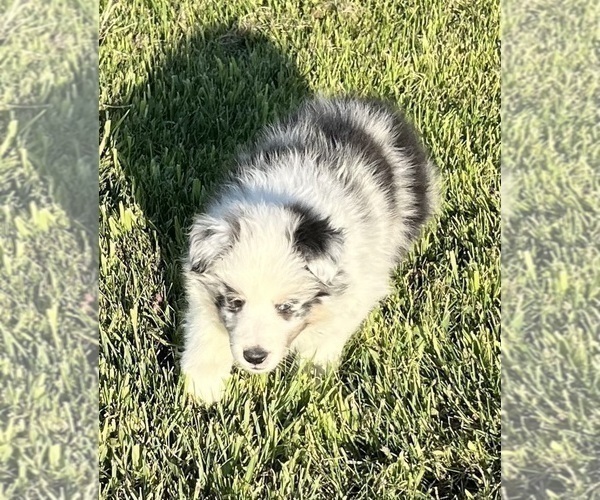 Medium Photo #16 Shetland Sheepdog Puppy For Sale in FORT MORGAN, CO, USA
