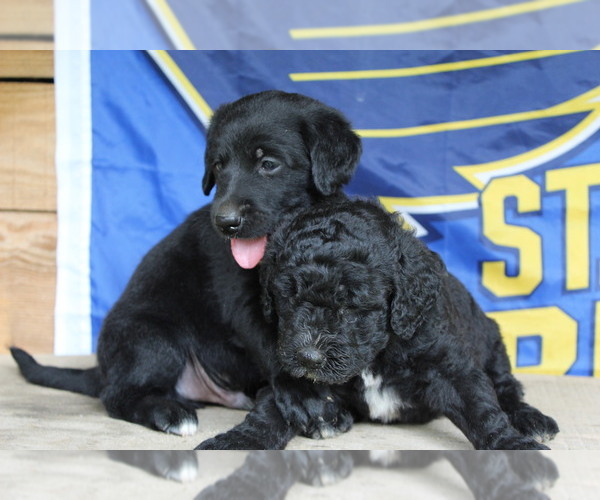 Medium Photo #5 Double Doodle Puppy For Sale in FREDERICKTOWN, MO, USA