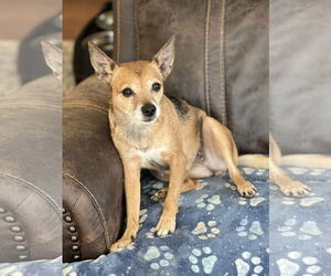 Chihuahua Dogs for adoption in Lakemont, GA, USA