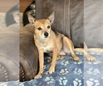 Small Chihuahua