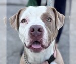 Small #4 American Staffordshire Terrier Mix