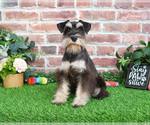 Small #3 Schnauzer (Miniature)