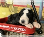 Small Photo #3 Bernedoodle Puppy For Sale in CONCORD, NC, USA