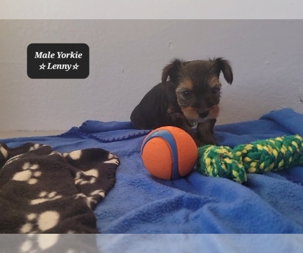 Medium Photo #3 Yorkshire Terrier Puppy For Sale in TUCSON, AZ, USA