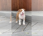 Puppy Puppy 2 Olde English Bulldogge