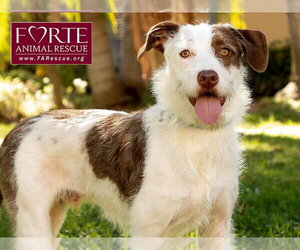 Teddy - Male Mutt Dog for Adoption - Photo #5