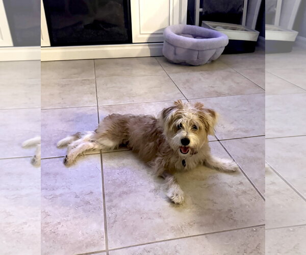 Medium Photo #5 Shih Tzu-Unknown Mix Puppy For Sale in Valrico, FL, USA