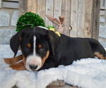 Small Photo #3 Greater Swiss Mountain Dog Puppy For Sale in HONEY BROOK, PA, USA