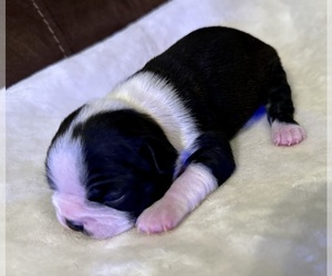 Boston Terrier Puppy for sale in WASHBURN, MO, USA