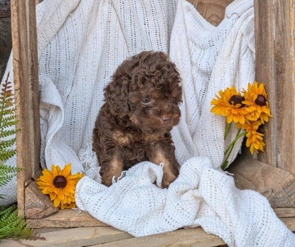 Medium Photo #53 Cock-A-Poo Puppy For Sale in GOSHEN, IN, USA