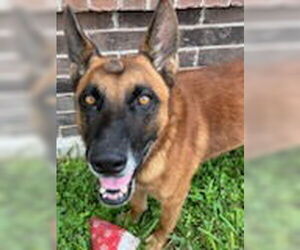 Mutt Dogs for adoption in Stevens Point, WI, USA