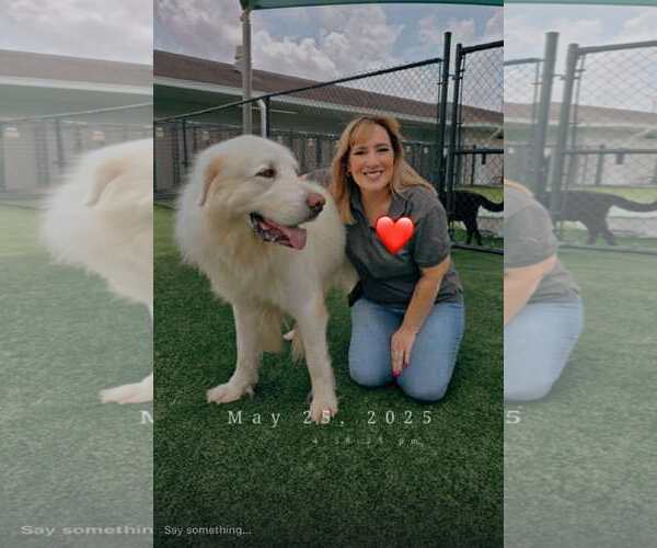 Medium Photo #2 Great Pyrenees-Unknown Mix Puppy For Sale in Houston, TX, USA