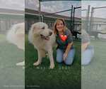 Small #1 Great Pyrenees Mix