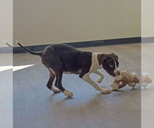 Medium Photo #6 American Staffordshire Terrier-Boxer Mix Puppy For Sale in Huntley, IL, USA