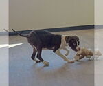 Small #5 American Staffordshire Terrier-Boxer Mix