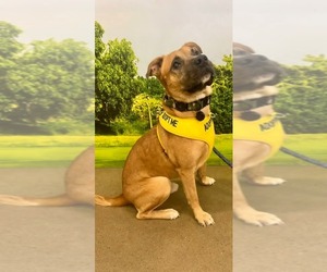 Todd - Male Labrador Retriever-Unknown Mix Dog for Adoption - Photo #4