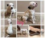 Small Photo #3 American Bulldog Puppy For Sale in SAINT CHARLES, MD, USA