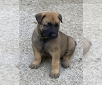 Small Photo #1 Belgian Malinois Puppy For Sale in BURNINGTOWN, NC, USA