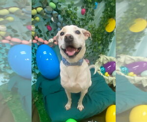 Labrador Retriever-Unknown Mix Dogs for adoption in Bryant, AR, USA