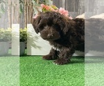 Small #5 Havanese