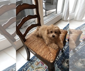 Maltese-Poodle (Standard) Mix Puppy for sale in VIRGINIA BCH, VA, USA