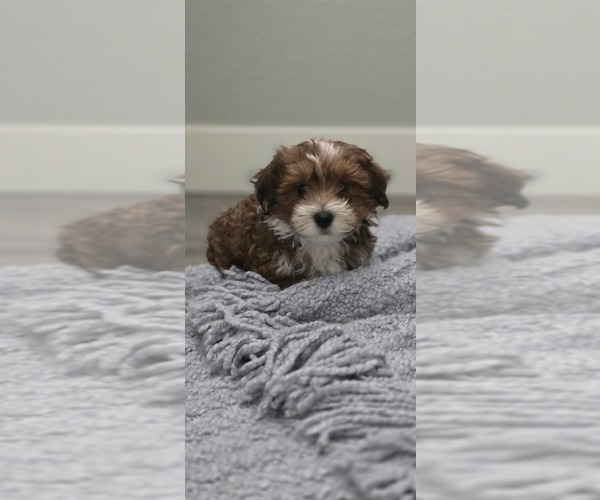Medium Photo #1 Havanese Puppy For Sale in MERIDIAN, ID, USA