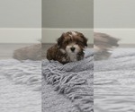 Puppy Brownie Havanese
