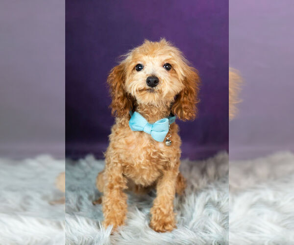 Medium Photo #8 Poodle (Miniature) Puppy For Sale in WARSAW, IN, USA