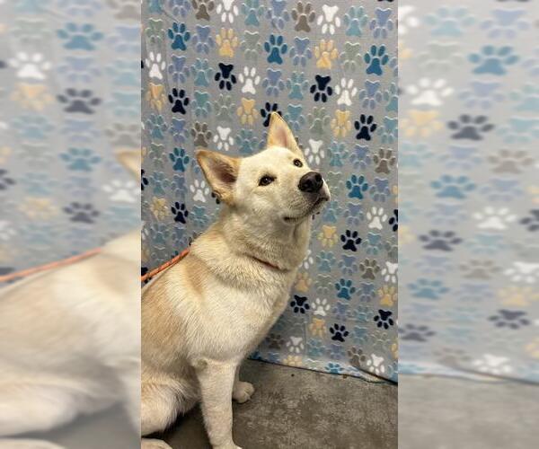 Medium Photo #1 Siberian Husky Puppy For Sale in Rosenberg, TX, USA