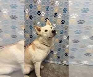 Siberian Husky Dogs for adoption in Rosenberg, TX, USA