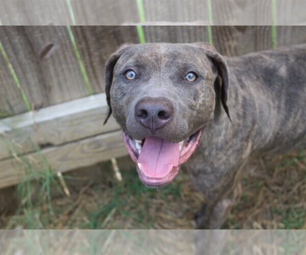 Medium Photo #1 Mastiff-Unknown Mix Puppy For Sale in Jackson, MS, USA